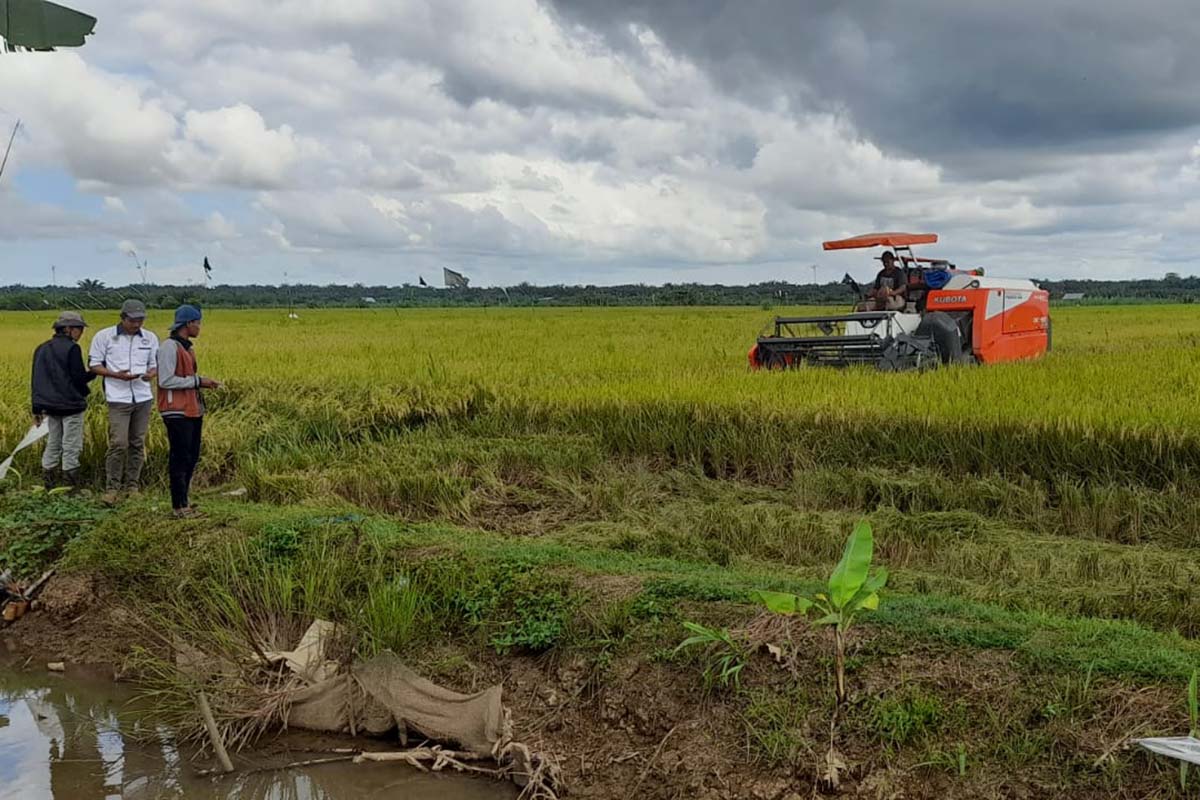 Lahan Pertanian Program Cetak Sawah Baru di Mukomuko Ternoda Alih Fungsi ke Sawit  