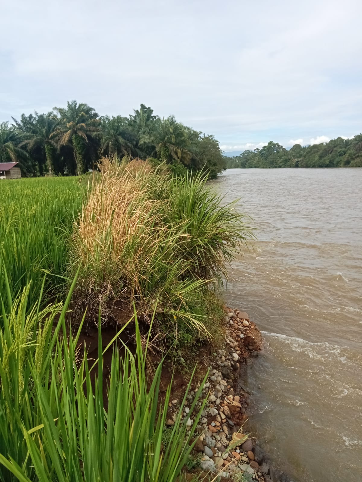 Erosi Sungai Manjuto, Sawah Petani di Desa Resno Hanyut Terbawa Arus