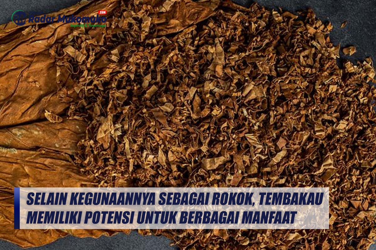 Selain Kegunaannya Sebagai Rokok, Tembakau Memiliki Potensi untuk Berbagai Manfaat