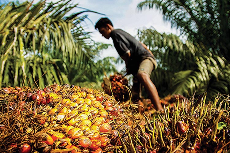 Petani Sumut Lakukan Budidaya Kelapa Sawit yang Ramah Lingkungan, Boleh Dicoba