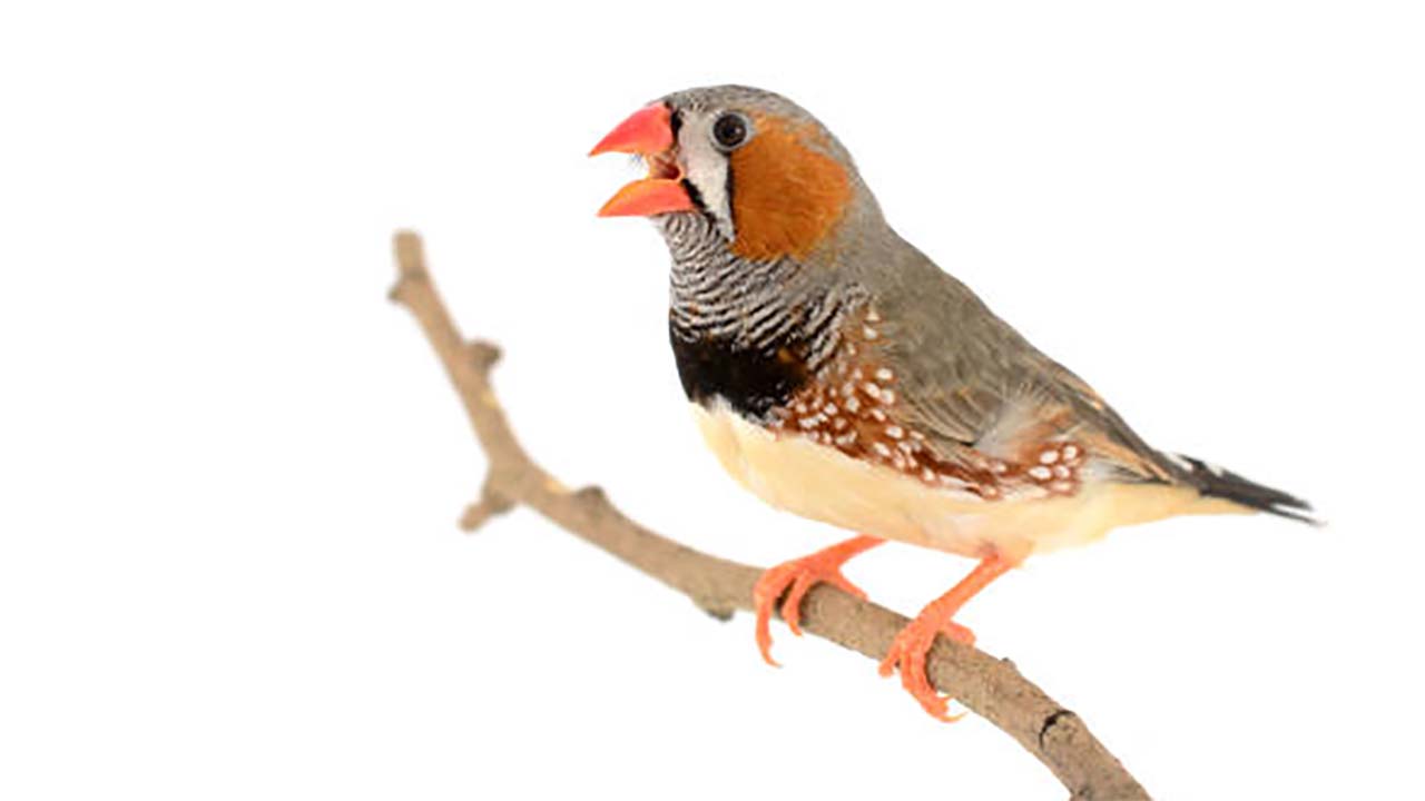 Tak Kalah Cantik dan Indah! Inilah Beberapa Jenis Zebra Finch Asli Indonesia