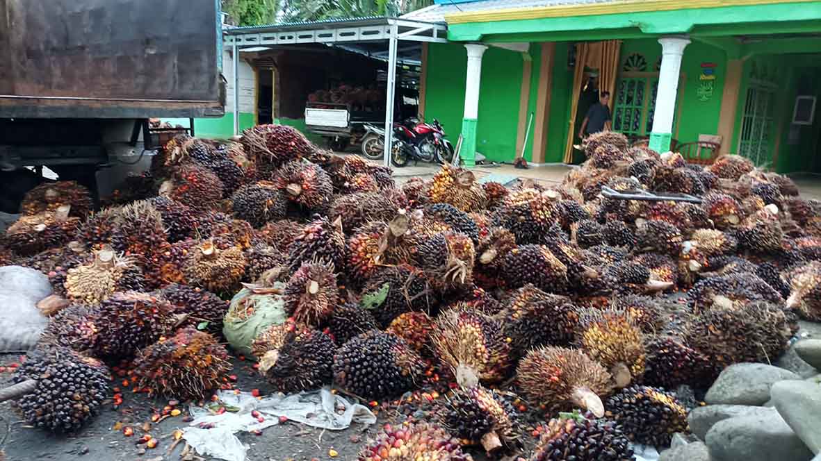 Simak Harga Tandan Buah Sawit Terbaru Hari Ini, Naik?