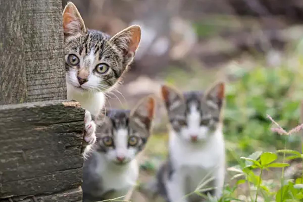 Alasan Kenapa Kucing Liar Suka Mengikuti Kita