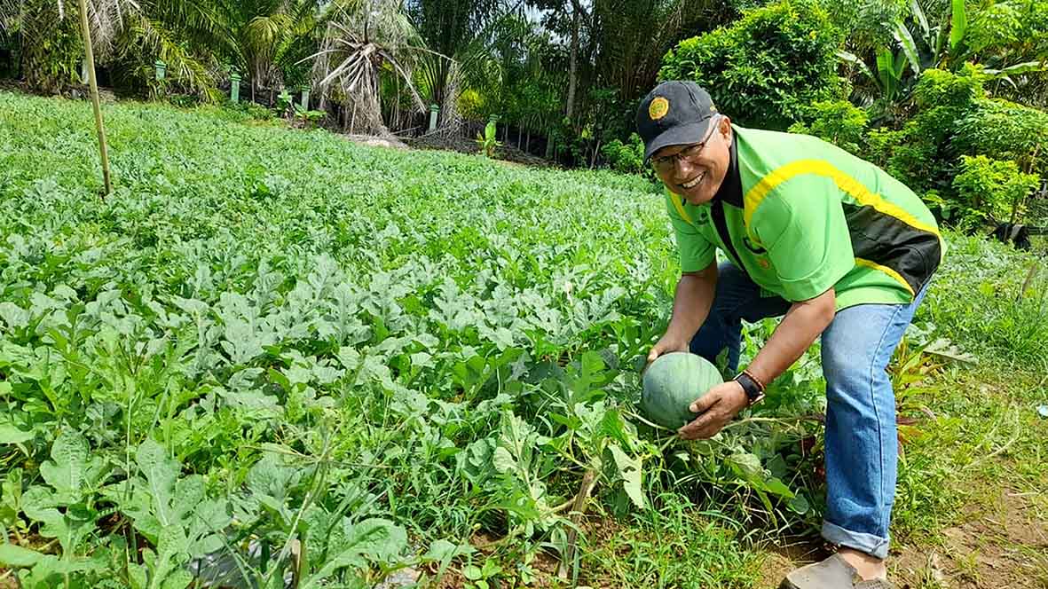 Adu Produk Dua Perusahaan  Pupuk Membuat Demplot 