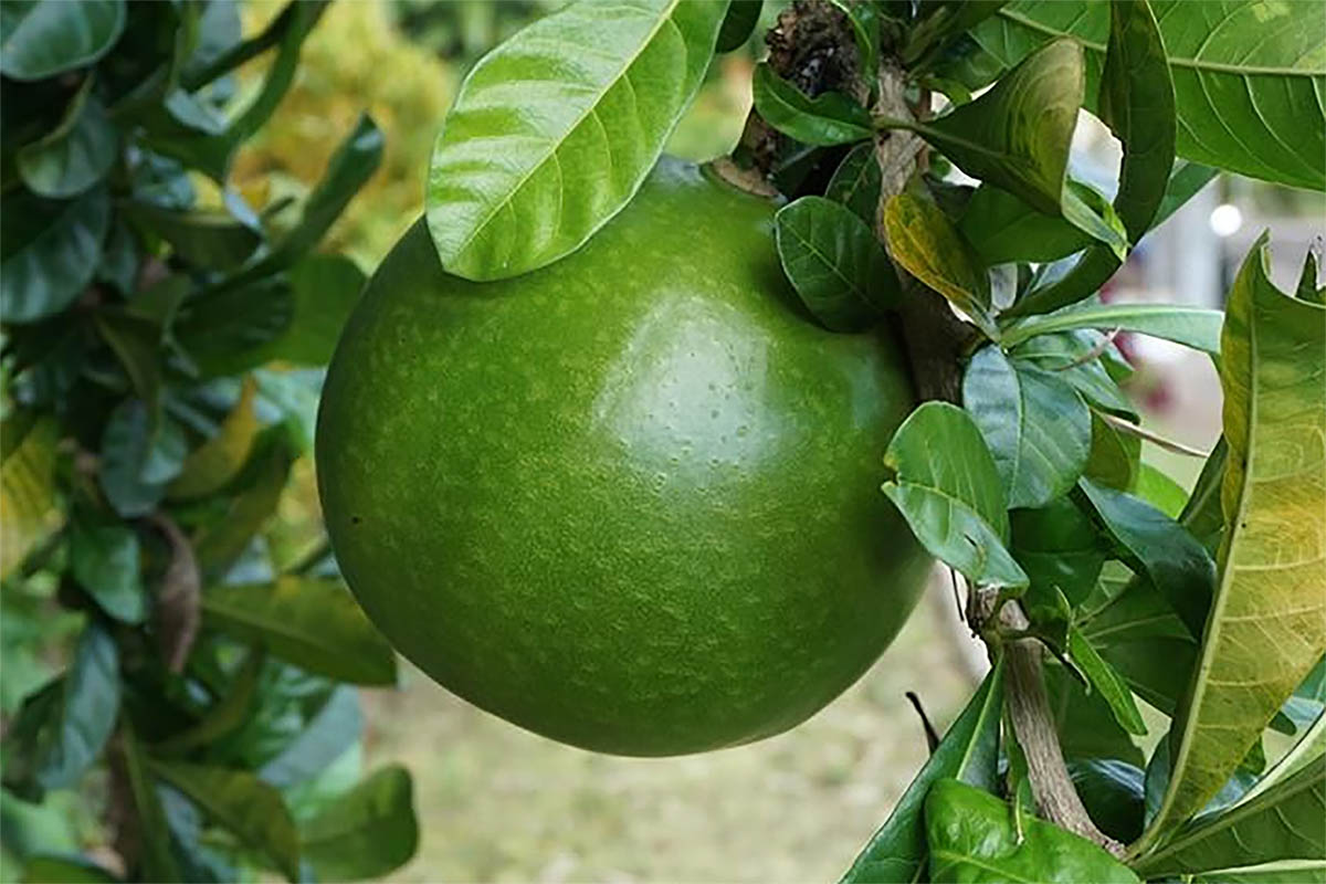 Sering Tak Dianggap, Inilah Manfaat Buah Berenuk yang Jarang Dimanfaatkan