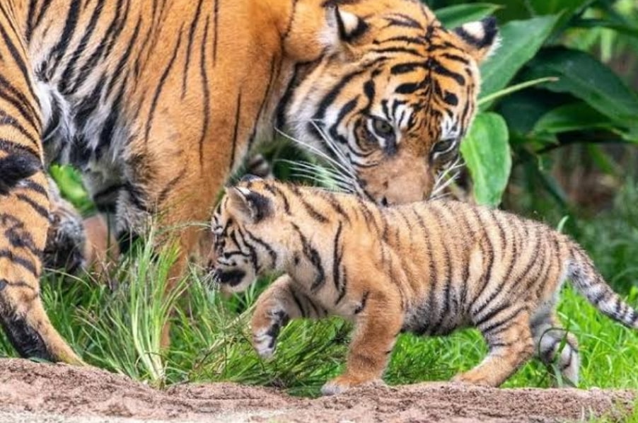 Munculnya Harimau Sumatera di Perkebunan Sawit, Bisa Saja Karena Melatih Anaknya, Warga Diminta Berhati-Hati