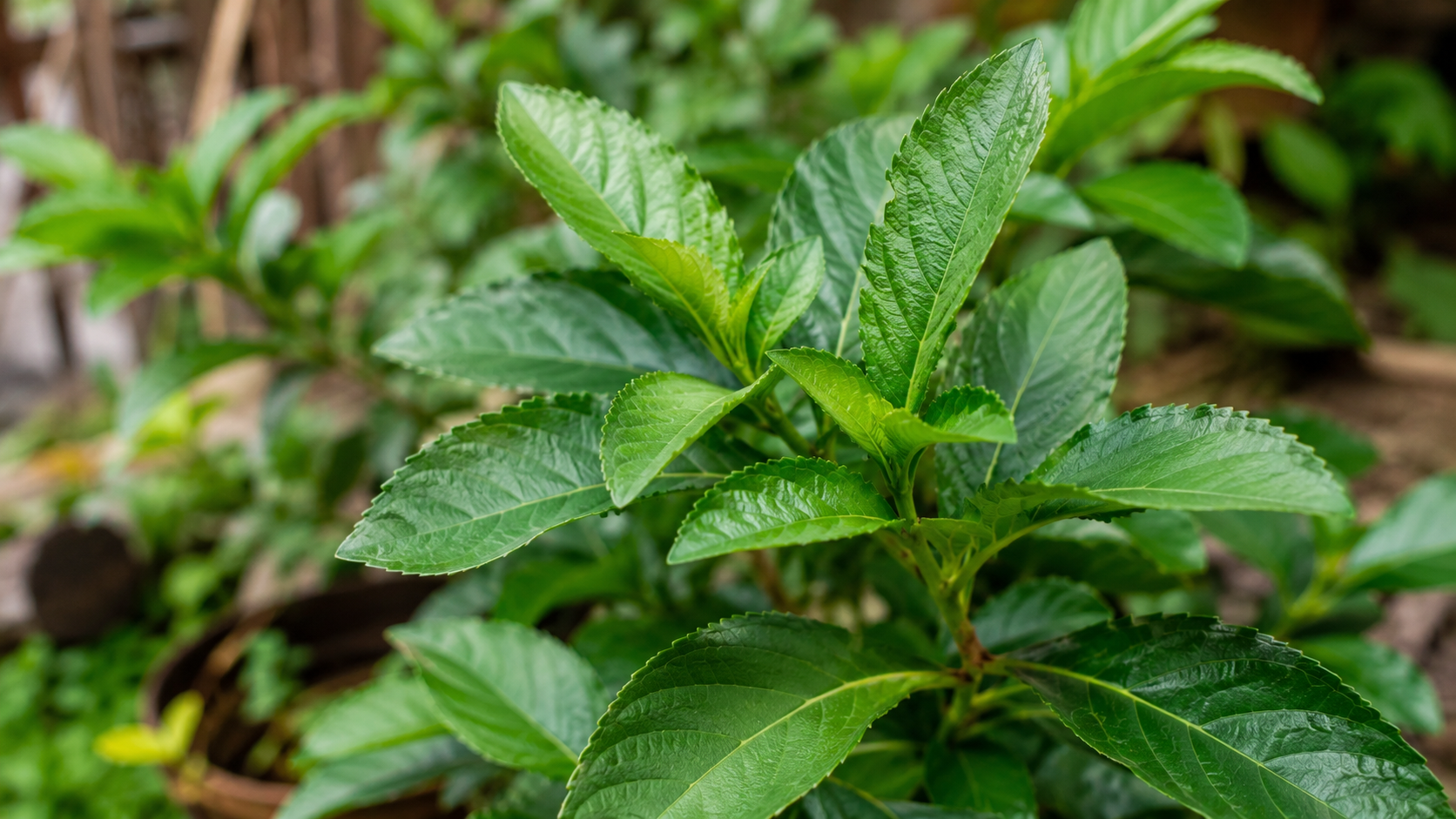Manfaat Daun Insulin bagi Kesehatan: Tanaman Herbal yang Mulai Dikenal
