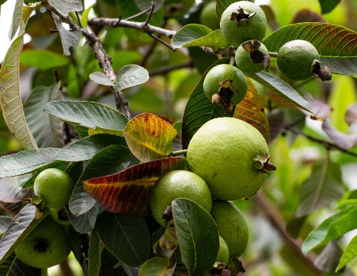 Tak Pernah Diketahui! Inilah Manfaat Tersembunyi Buah Jambu Biji