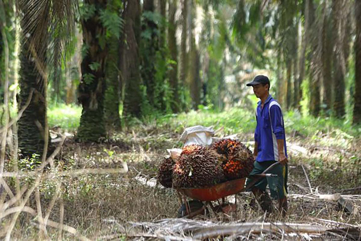 Rekomendasi Budidaya Sampingan yang Menguntungkan Bagi Para Petani Sawit