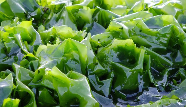 Rahasia Usus Sehat dari Dasar Laut: Bagaimana Rumput Laut Mengatasi Sembelit dan Menyehatkan Pencernaan