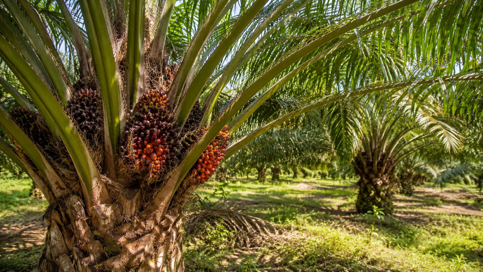 Umur Maksimal Pohon Sawit yang Masih Produktif