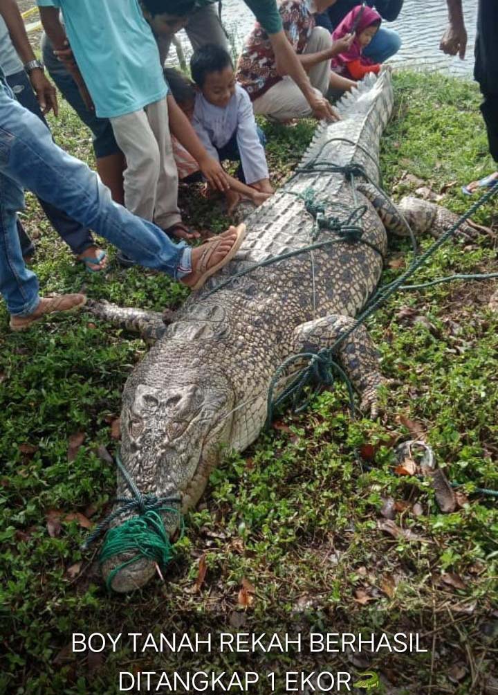 Beredar Poto 'Si Boy' Sungai Selagan Tertangkap, Ini Fakta Sebenarnya