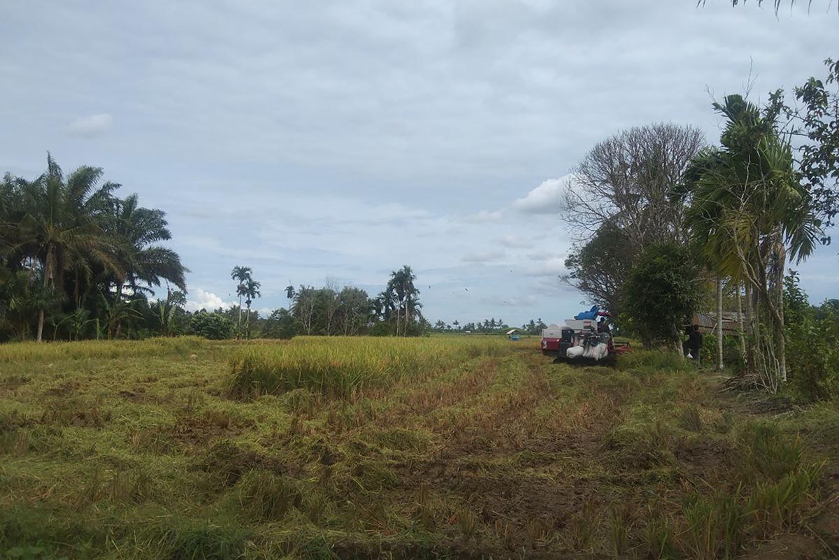 Bibit Padi Soimah dan Pandan Wangi Tahan dari Serangan Penyakit Kuning