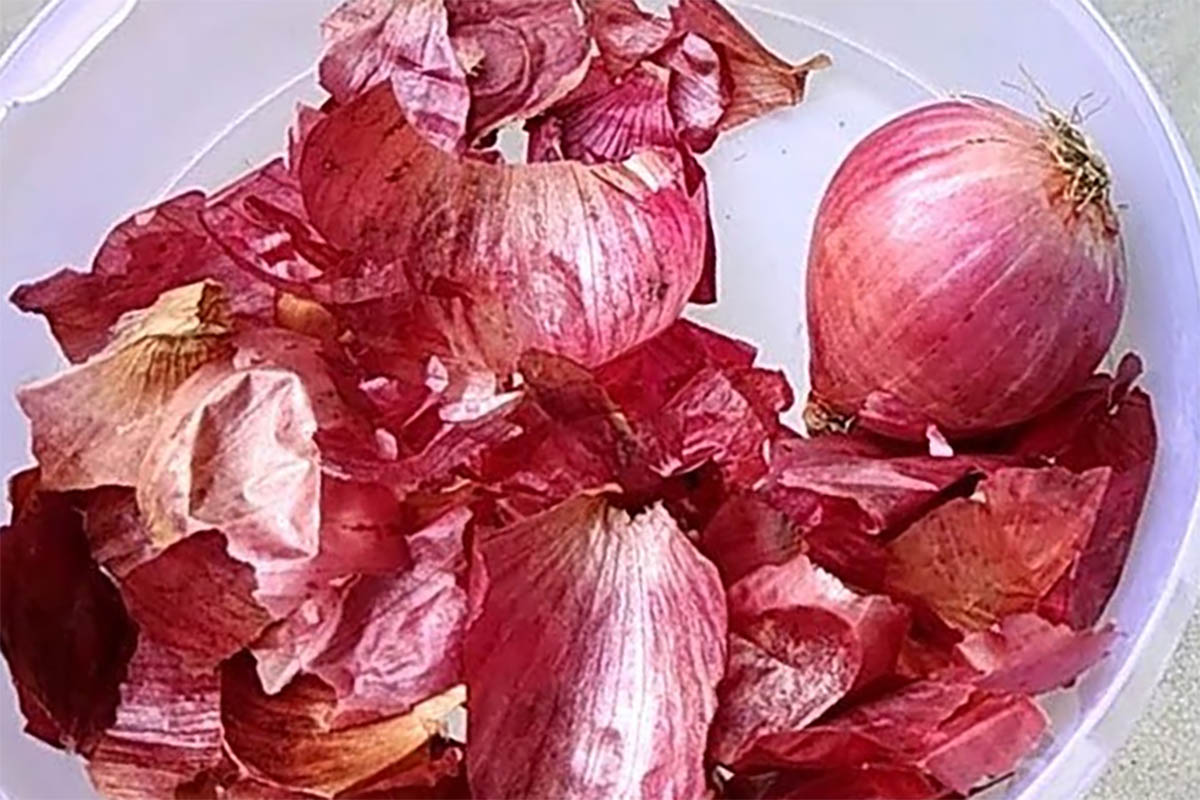 Sering Dianggap Limbah, Inilah Manfaat Kulit Bawang Merah, Putih Maupun Bombay Bagi Tubuh