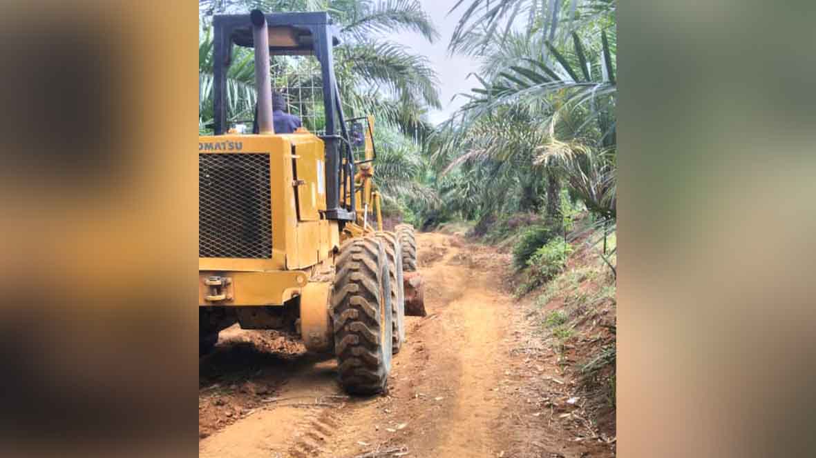 Curah Hujan Tinggi, Puluhan Ton Sawit Busuk