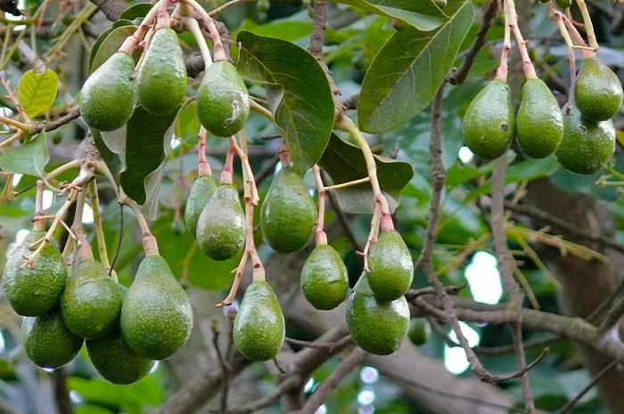 Bisnis Teras Buah Hijau, Bisnis Mengiurkan dan Ramah Lingkungan