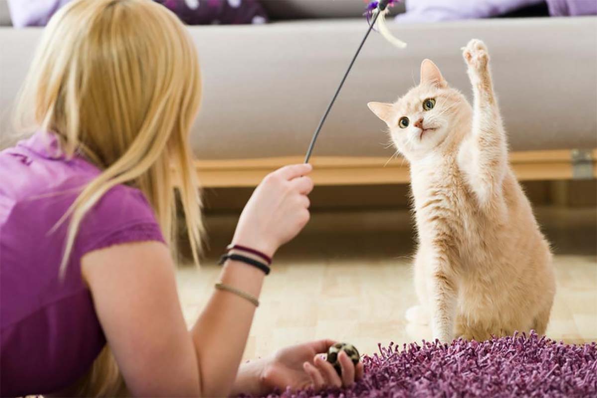 Cat Lover Sudah Tahu Belum? Ternyata Begini Loh Cara Berkomunikasi dengan Kucing Kesayangan, Wajib Dicoba