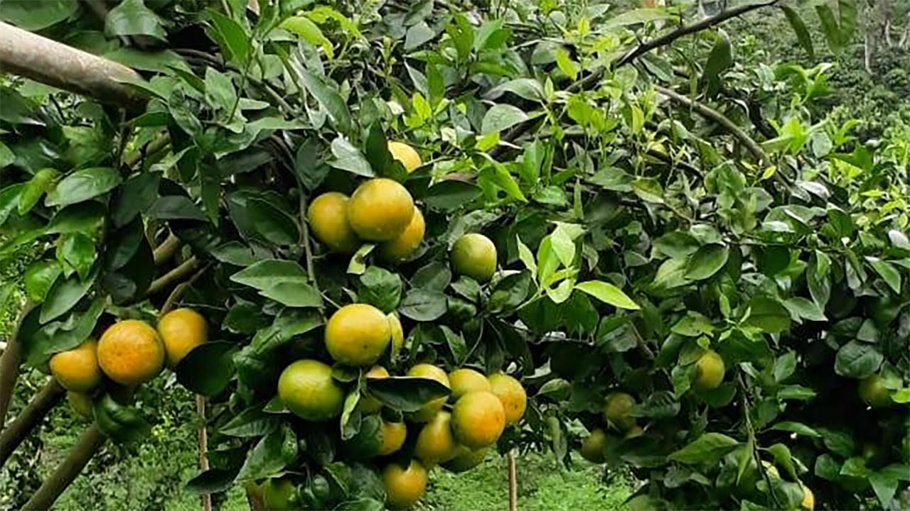 Tanah Asam, Buah Pasti Asam? Rahasia di Balik Kelezatan Buah: Bagaimana Jenis Tanah Mempengaruhi Cita Rasa