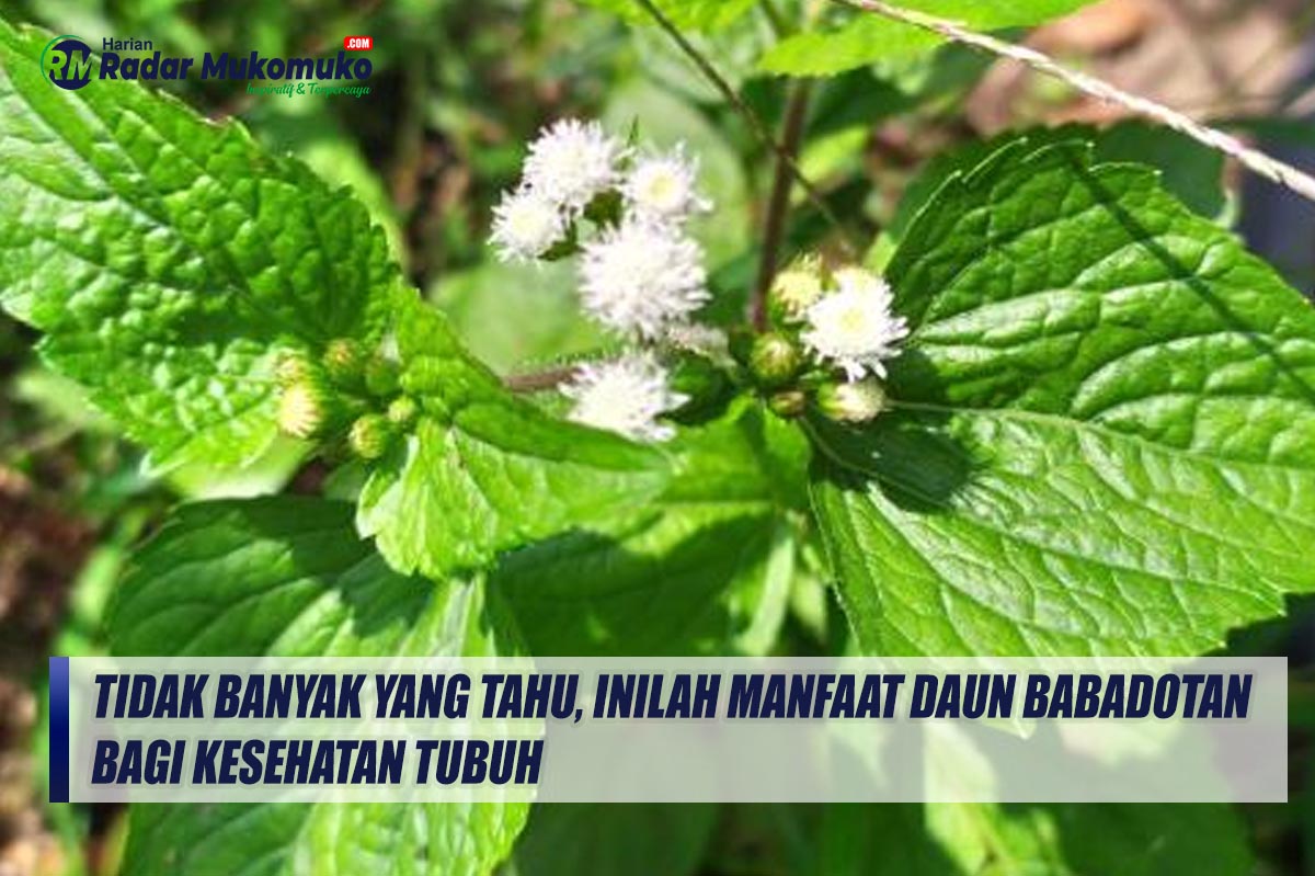 Tidak Banyak yang Tahu, Inilah Manfaat Daun Babadotan Bagi Kesehatan Tubuh