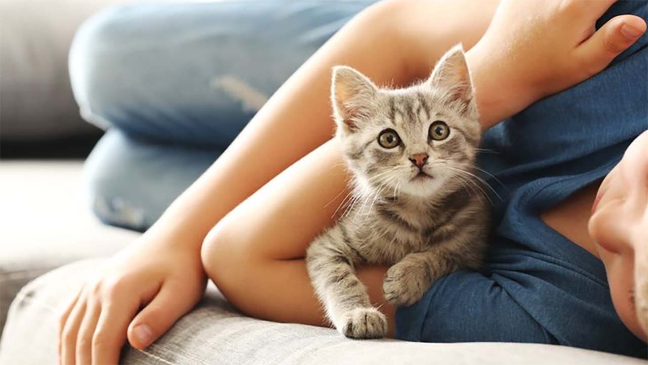 5 Kepribadian yang Hanya Dimiliki oleh Para Pecinta Kucing, Relate Denganmu?