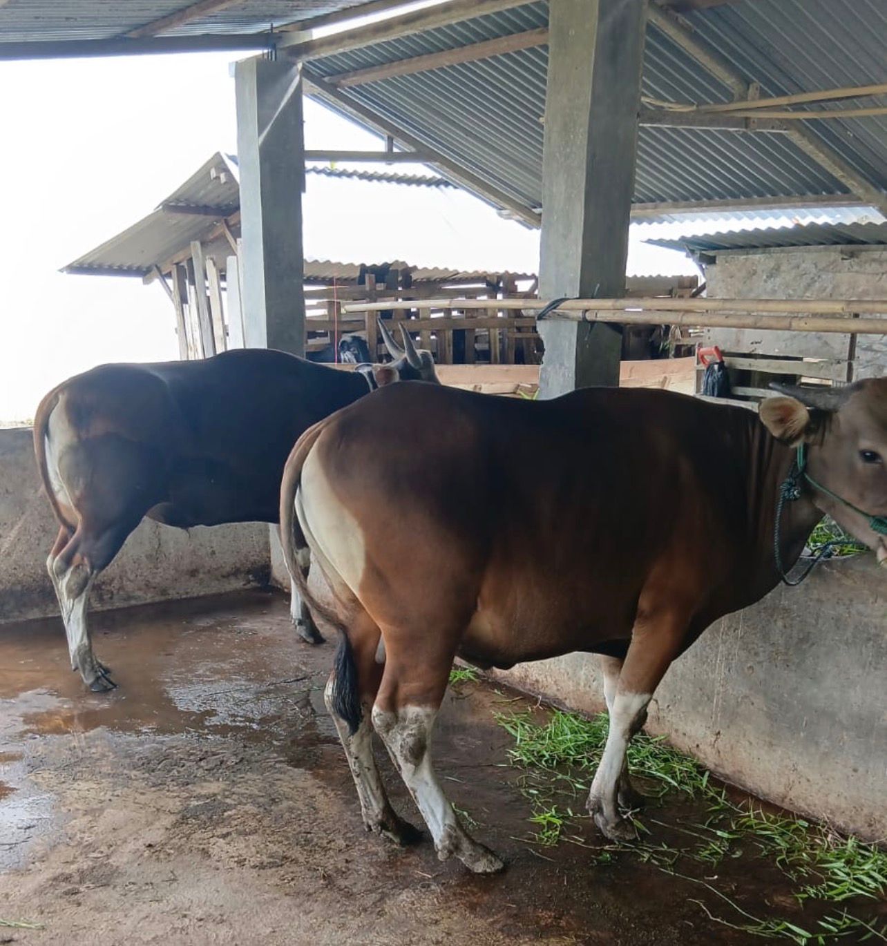 Segini Harga Pasaran Sapi untuk Kurban Idul Adha Tahun Ini