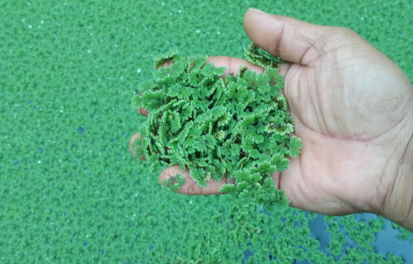 Budidaya Rumput Azolla, Trik Hemat Pakan Ayam 