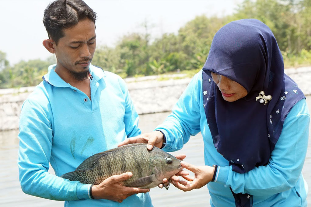 Inilah Hasil Dari Gabungan 6 Jenis Ikan Nila, Menghasilkan Bibit Ikan yang Jauh Lebih Unggul