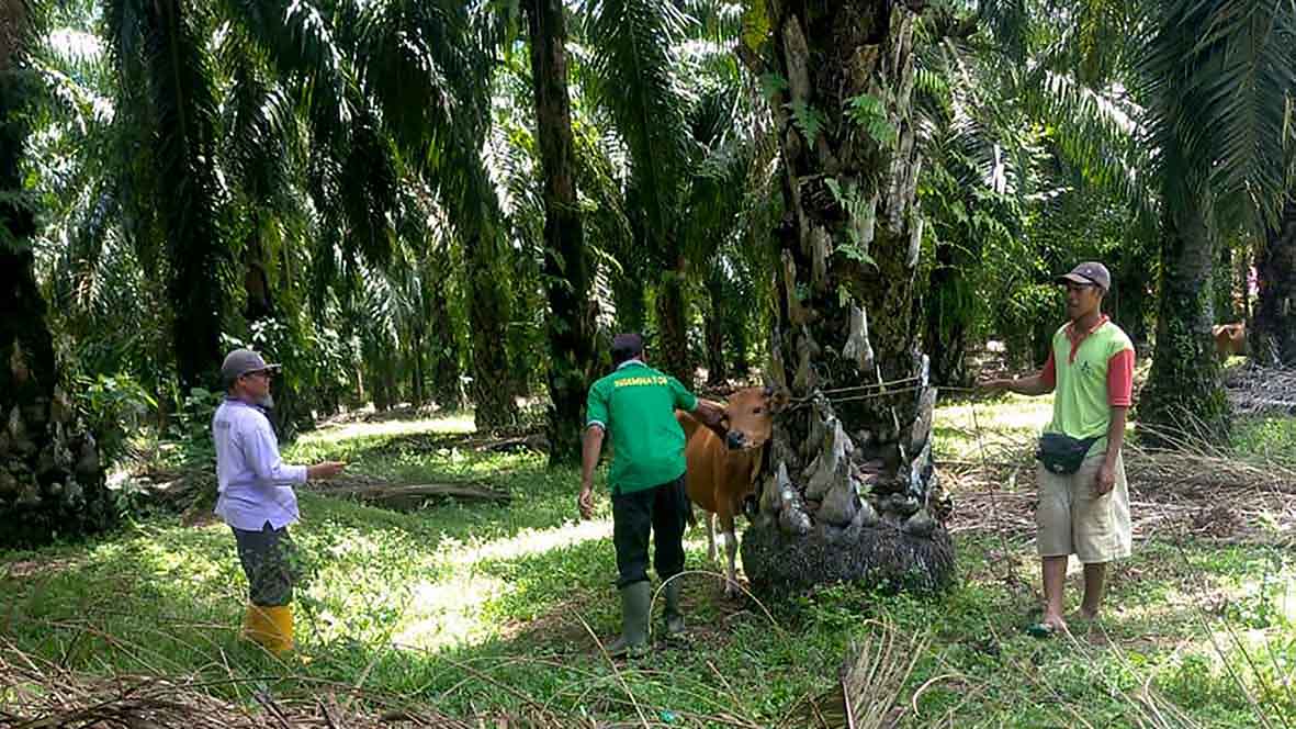 Ternak Terserang PMK Sudah Mencapai 1.9031 Ekor