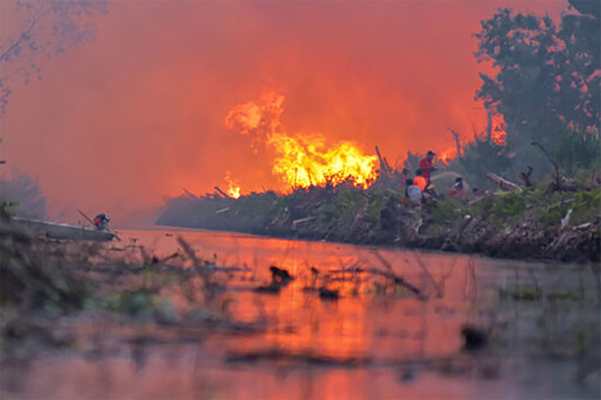 Bukan Karena Pembukaan Lahan untuk Perkebunan Sawit, Inilah Penyebab Kebakaran Hutan di Riau