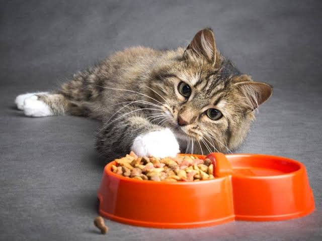 5 Cara Agar Kucing Peliharaan Gemuk dan Sehat
