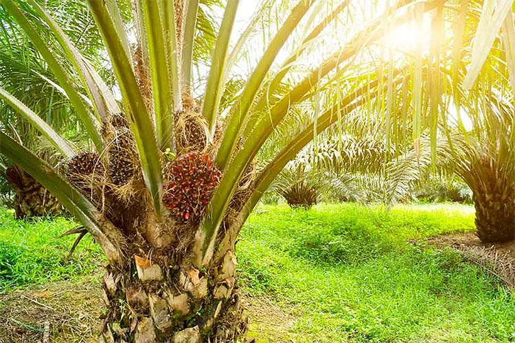 Manfaat Buah, Pohon, Lidi Hingga Daun Kelapa Sawit, Semua Bermanfaat dan Bernilai Ekonomis