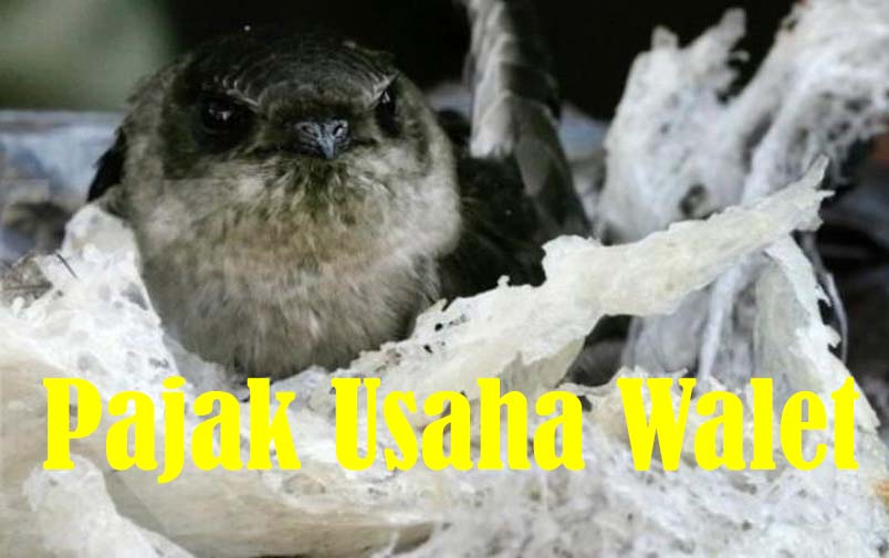 Pemilik Usaha Sarang Burung Walet Enggan Bayar Pajak, Target PAD Sulit Tercapai