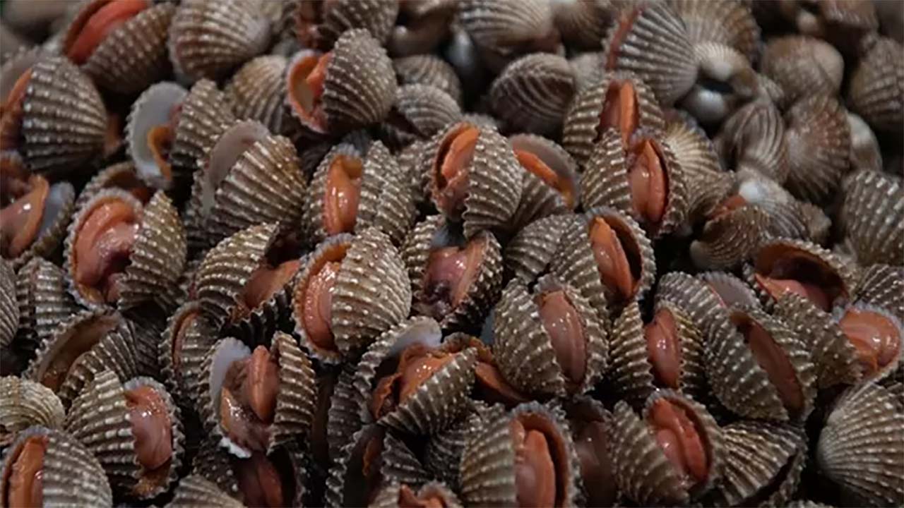 Ternyata Kerang Darah Punya Banyak Manfaat Bagi Kesehatan? Ini Dia Manfaatnya