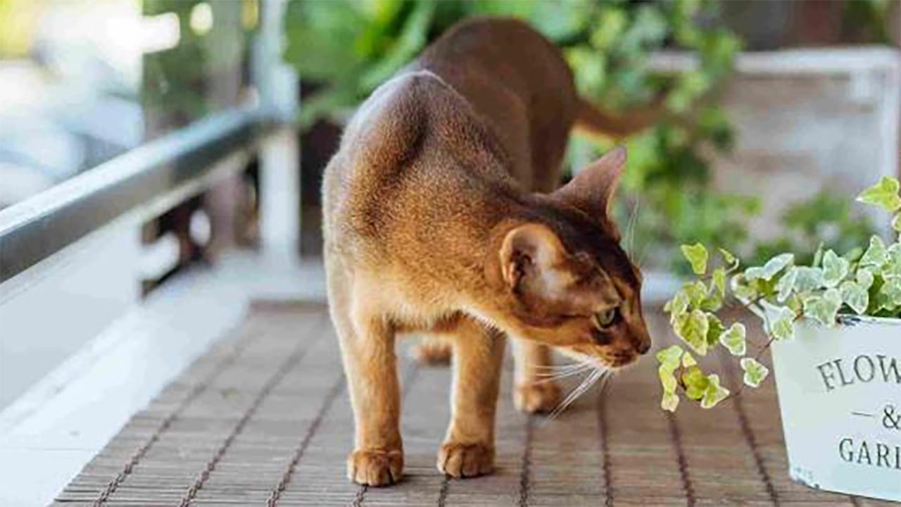 6 Bau yang Paling Dibenci Kucing, Sudah Tahu?