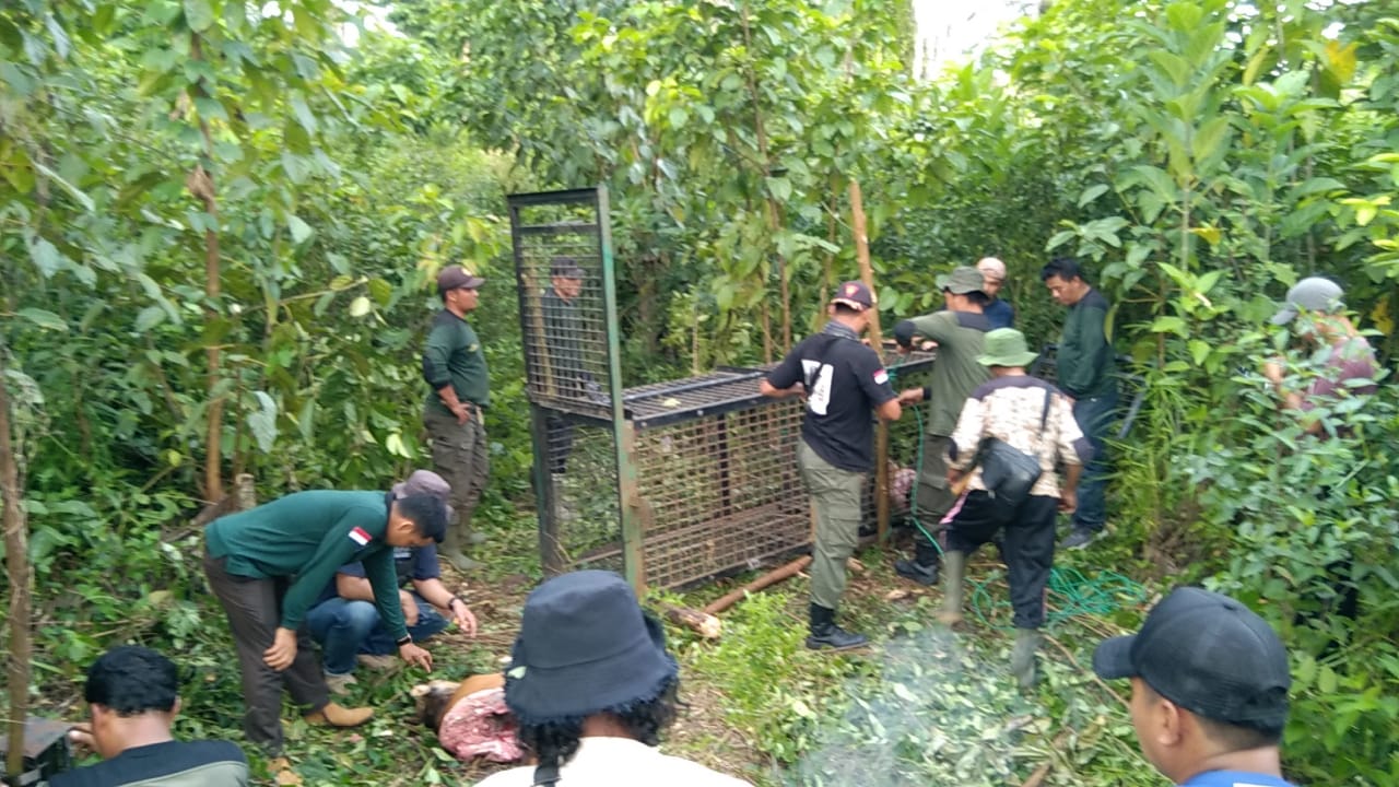 BKSDA Pasang Kerangkeng Harimau