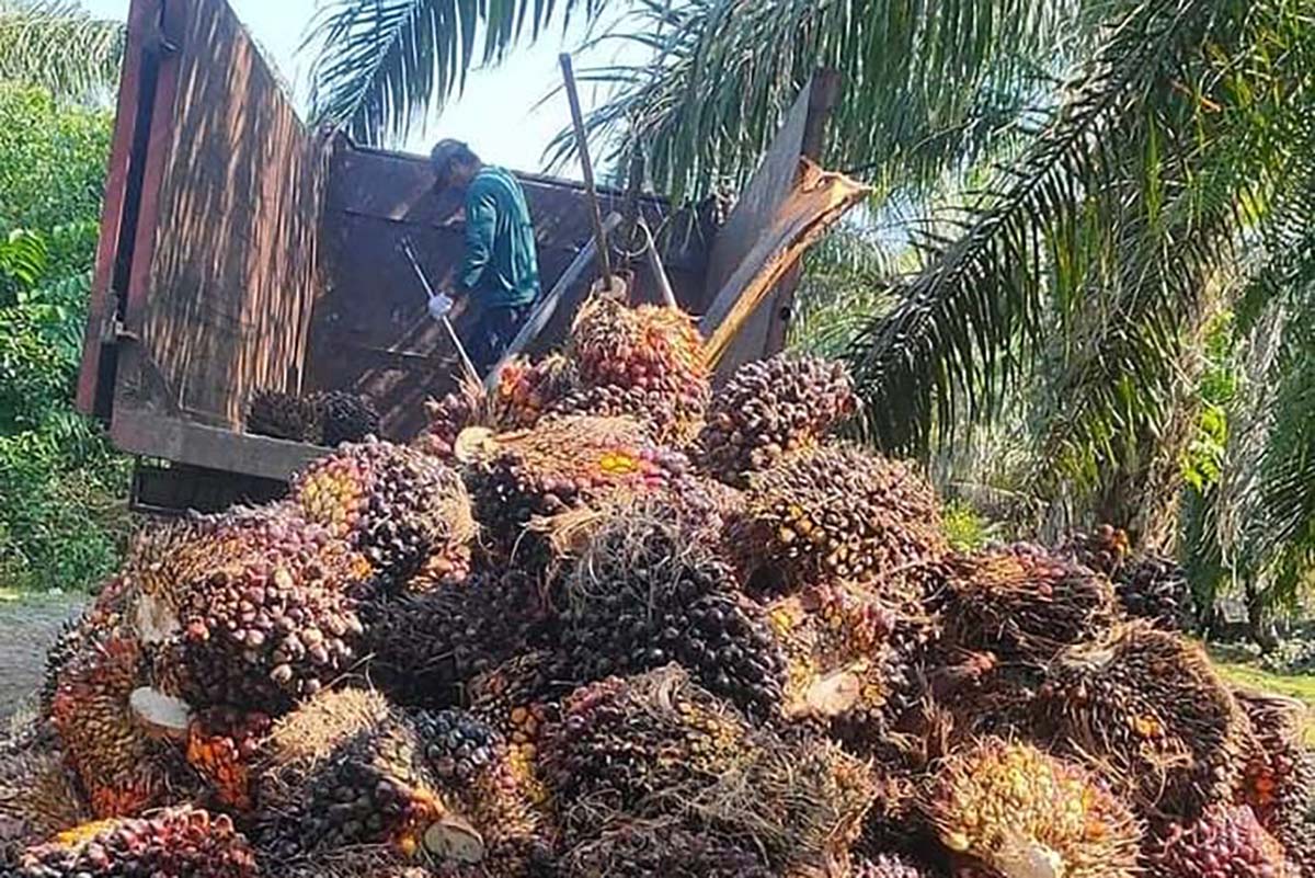 Pemkab Mukomuko Desak Pabrik Beli Sawit Petani Sesuai Ketetapan Provinsi