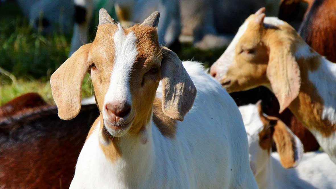 Tanjung Harapan Pilih Kambing