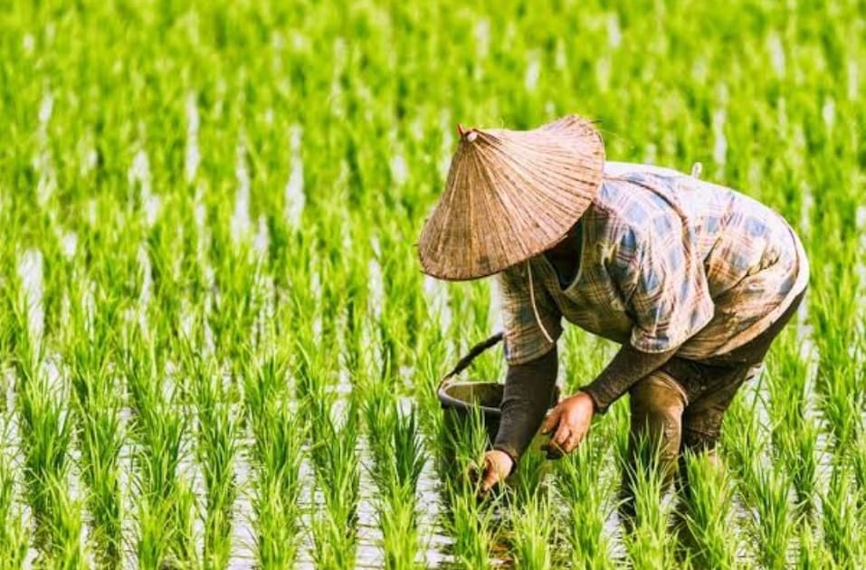 Mengapa Para Petani di Indonesia Menjadi Kurang Makmur dan Sejahtera? yang Terakhir Lupa Bayar Kewajiban Ini