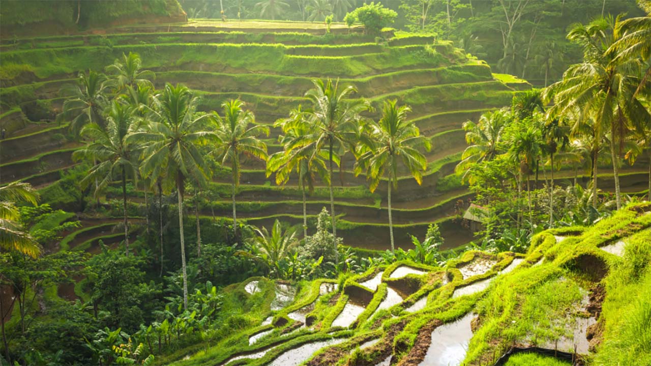 Bikin Hati Adem dan Pikiran Tenang, Inilah Keindahan Alam Tegallalang Rice Teracce di Bali yang Masih Asri