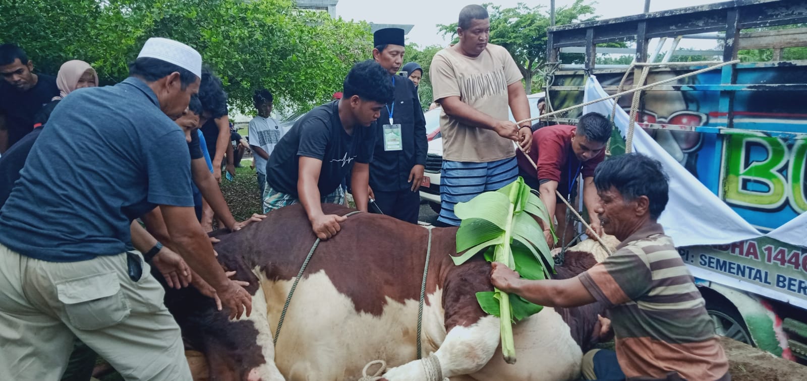 Eksekusi Hewan Qurban Presiden Prabowo di Mukomuko Lancar, Tukang Jagal Ustadz Meimi Elson