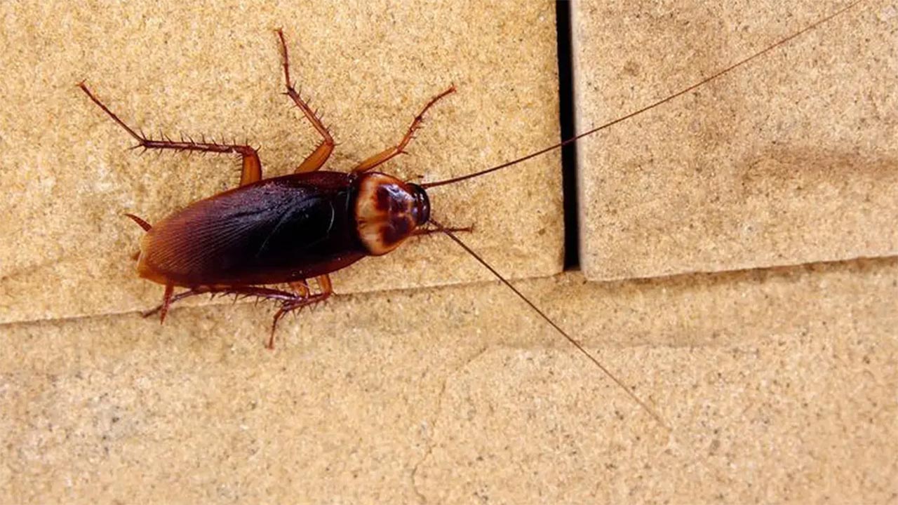 5 Cara Ampuh Menyingkirkan Kecoa dari Rumah secara Alami