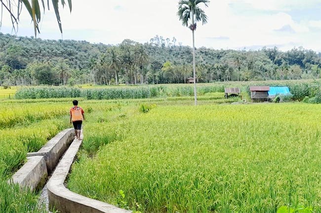 Seyogianya Mukomuko Bentuk Payung Hukum Lindungi Lahan Pertanian Pangan Berkelanjutan 