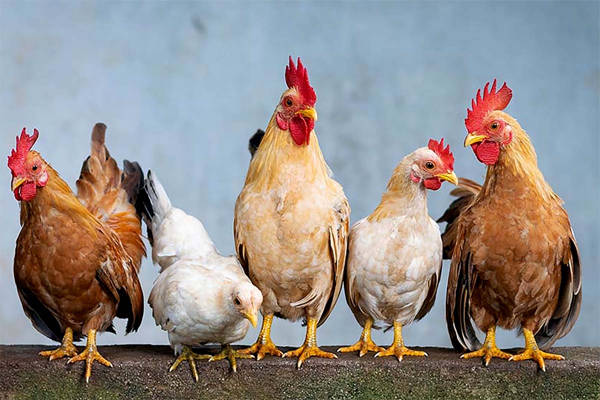 Sejarah Ayam Dari Hewan Liar di Asia Tenggara Hingga Hewan Peliharaan di Seluruh Dunia