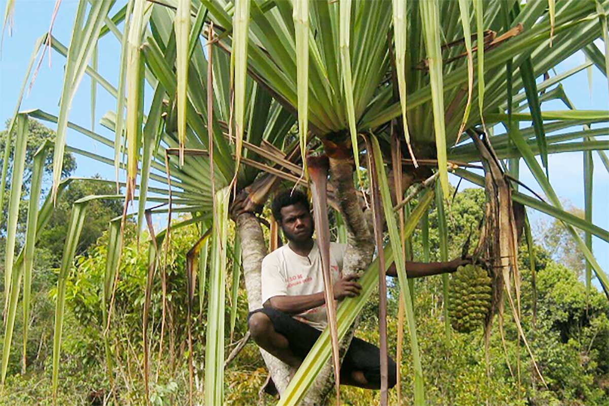 Belum Banyak yang Tahu, Ini Jenis Buah-buahan Langka yang Ada di Papua