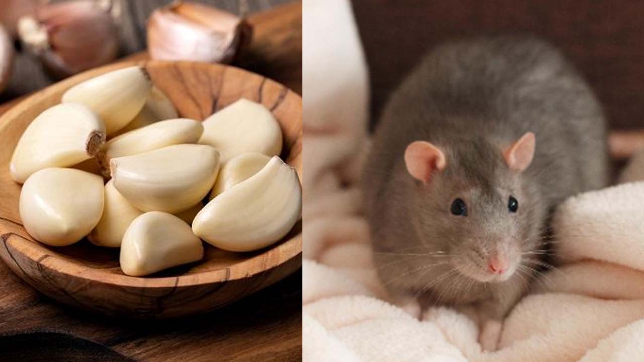 Bosan dengan Tikus di Rumah? 5 Bahan Dapur Ajaib Ini Dijamin Ampuh Mengusirnya Secara Alami dan Aman!