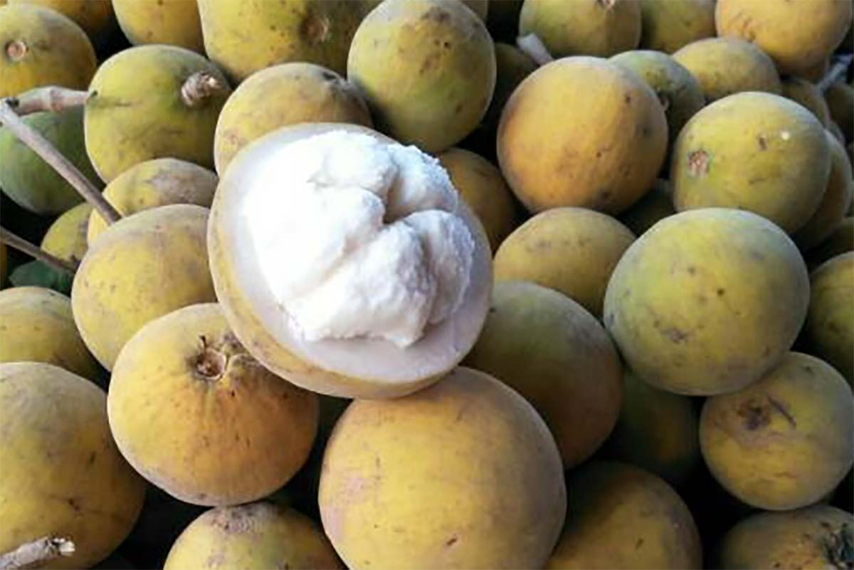 Jarang Terdengar, Inilah Kandungan dan Manfaat Buah Kecapi yang Memiliki Cita Rasa yang Lezat