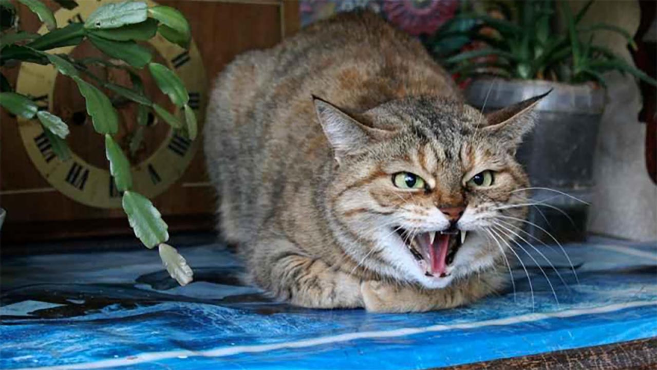 Apakah Kucing Bisa Menyimpan Dendam? Ini Faktanya