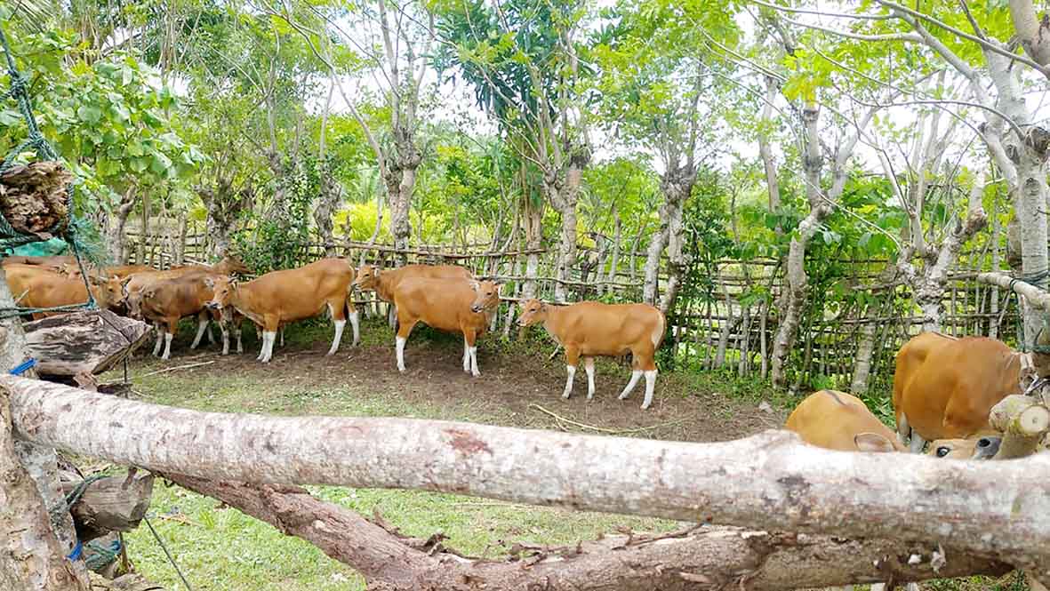 200 ekor Sapi Terinfeksi PMK Didesa Retak Ilir