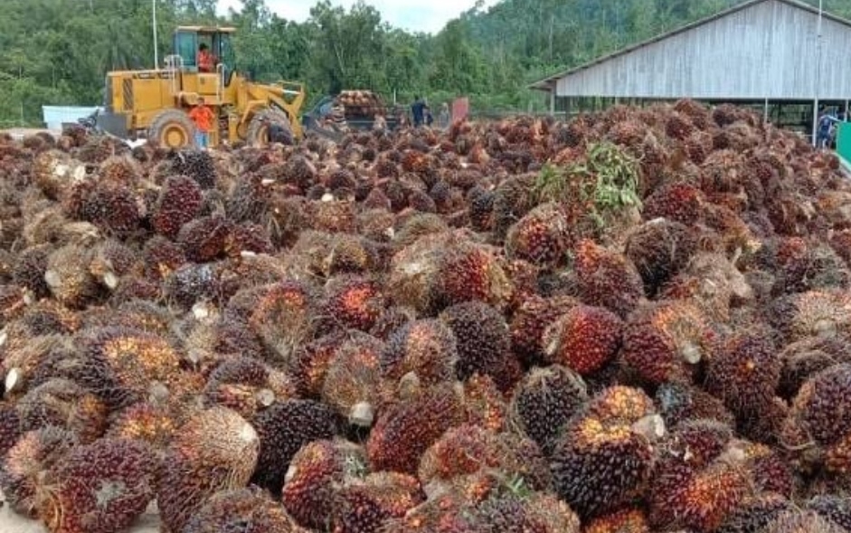 Kelapa Sawit Disebut Mencemarkan Lingkungan, Cek Faktanya