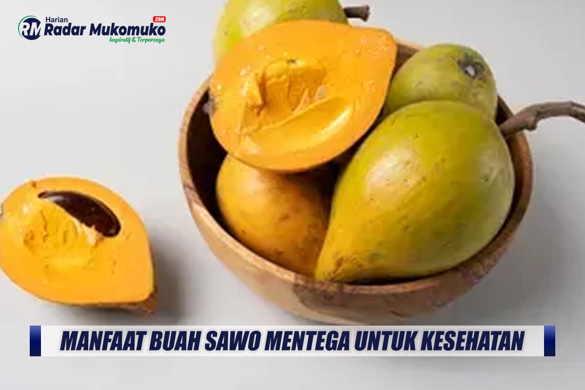 Tahukah Kalian dengan Buah Alkesa? Buah Sawo Mentega yang Kaya Akan Manfaat Bagi Kesehatan